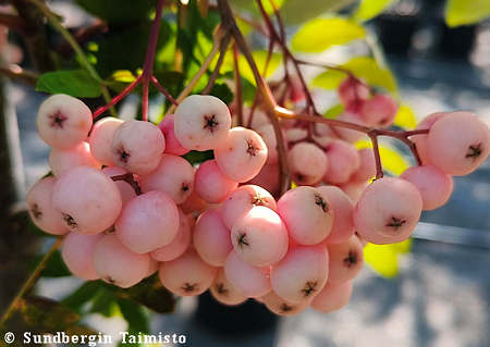 Sorbus × arnoldiana 'Kirsten Pink'